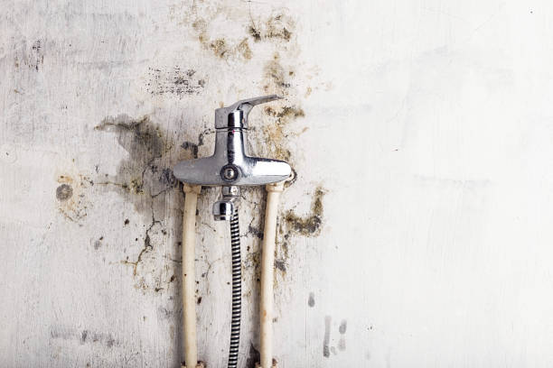 Best Professional Mold Removal  in Long Beach, MS