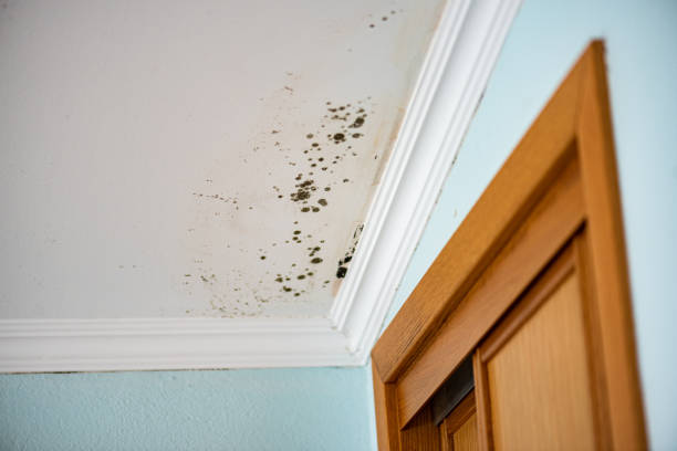 Best Residential Mold Removal  in Long Beach, MS