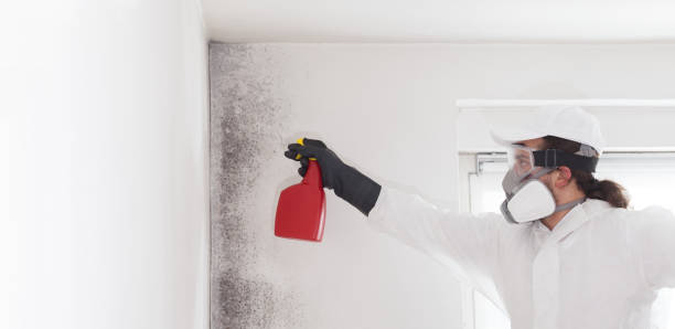 Best Mold Damage Repair  in Long Beach, MS