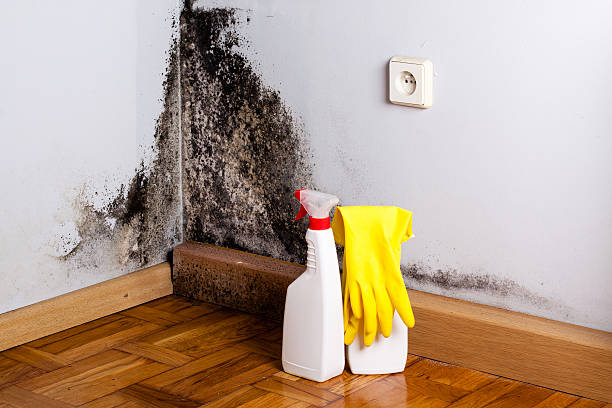 Best Home Mold Removal  in Long Beach, MS