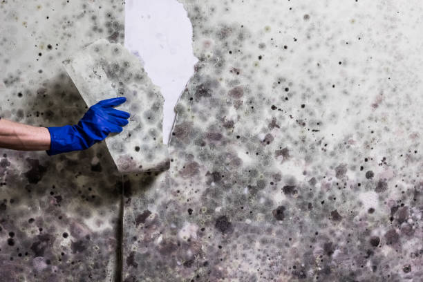 Best Attic Mold Removal  in Long Beach, MS