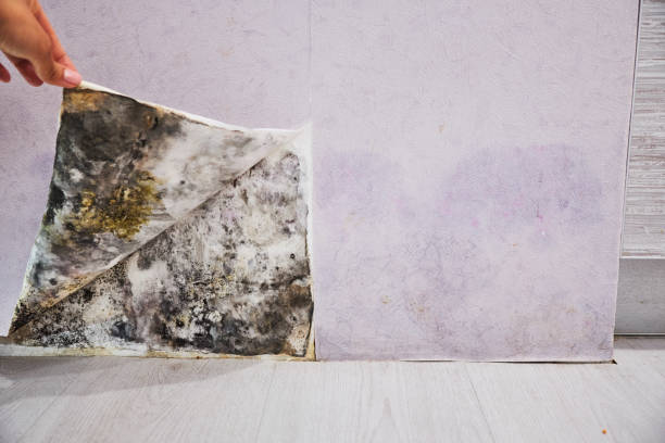 Best Toxic Mold Removal  in Long Beach, MS
